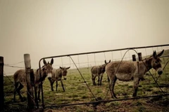 Ảnh minh họa. (Nguồn: ibtimes)