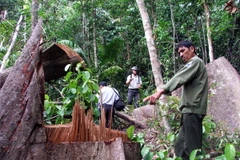 Phát hiện lâm tặc khai thác lâm sản trong Khu bảo tồn Tà Đùng