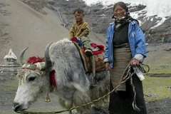 Người Tây Tạng sống được trên núi cao nhờ "họ hàng” tuyệt chủng