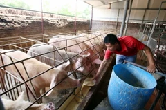 Chăm sóc đàn lợn nuôi bằng thuốc bắc. (Ảnh: Phạm Kiên/TTXVN)