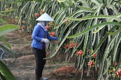 Chăm sóc cây thanh long sắp tới kỳ thu hoạch. (Ảnh: Trường Giang/TTXVN)