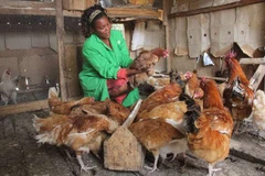 Ảnh chỉ có tính minh họa. (Nguồn: nation.co.ke)