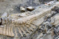 Hóa thạch khủng long vừa được phát hiện. (Nguồn: trt.net.tr)