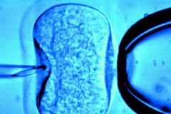 Tòa án Italy bỏ lệnh cấm dùng tinh trùng và trứng hiến tặng