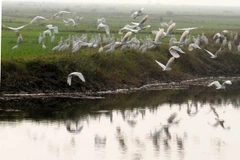 Nepal phát triển Thành phố hòa bình thế giới tại nơi Phật đản