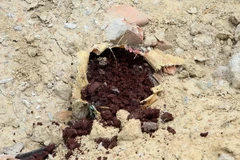 (Ảnh: Trần Lê Lâm/TTXVN)