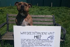 Feya đã bị từ chối tới 18.720 lần. (Nguồn: boredpanda.com)