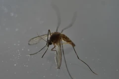 Muỗi, vật trung gian lây truyền virus Zika, tại Mexico City, Mexico ngày 7/5. (Nguồn: AFP/TTXVN)