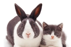 Ngắm nhìn những cặp "thú sinh đôi" khác loài cực kỳ đáng yêu