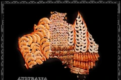 Một đất nước Australia phủ đầy tôm. (Nguồn: Sputnik)