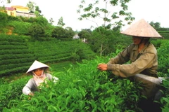 Thu hoạch chè búp tươi tại huyện Đồng Hỷ. (Ảnh: Hồng Kỳ/TTXVN)