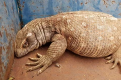 Bị ép tập thể dục giảm cân, thằn lằn béo ú quyết định đào tẩu