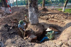 Sau khi tỉa cành cách đây 5 ngày, những cây xà cừ trên đường Kim Mã bắt đầu được công nhân đánh gốc sẵn sàng di dời. (Ảnh: Minh Sơn/Vietnam+)