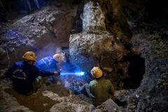 Hàng chục công nhân đã phải thức trắng đêm để thực hiện việc di dời những cây xà cừ đầu tiên ra khỏi Hà Nội. (Ảnh: Minh Sơn/Vietnam+)