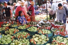 Xoài cát Hòa Lộc. (Ảnh: Đình Huệ/TTXVN)