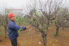 Người dân xã Đông Sơn đang chăm sóc đào. (Ảnh: Hải Yến/TTXVN)