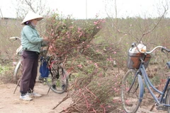 Nhà vườn trồng hoa cắt cành mang ra chợ bán. (Ảnh: Đỗ Phương Anh/TTXVN)