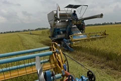 Nông dân thu hoạch lúa trên cánh đồng ở tỉnh Nakhon Pathom, Thái Lan. (Nguồn: AFP/TTXVN)