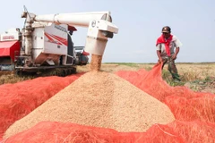 Nông dân Lào thu hoạch lúa tại tỉnh Kampong Thom. (Nguồn: khmertimeskh.com)