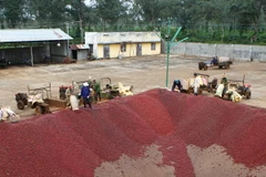 Quả càphê sau khi thu hái được đưa xuống bể trong dây chuyền chế biến càphê ướt của Công ty càphê Thắng Lợi. (Ảnh: Dương Gian/TTXVN)