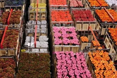 Các loại hoa tại Trung tâm bán đấu giá hoa Aalsmeer ở Aaslmeer (Hà Lan). (Nguồn: THX/TTXVN)