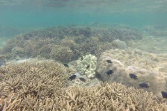 Những rạng san hô tuyệt đẹp dưới biển Hòn Cau. (Ảnh: Nguyễn Thanh​/Vietnam+)