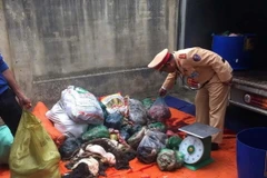 Lực lượng chức năng kiểm đếm số nội tạng trâu bò đã bốc mùi hôi thối. (Ảnh: Duy Hưng/TTXVN)
