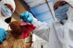 Tiêu hủy gia cầm. (Nguồn: shanghaidaily)