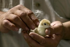 Vi khuẩn đường ruột Salmonella liên quan tới gia cầm sống. (Nguồn: startribune.com)