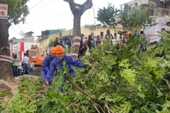 Bắt đầu di chuyển, cắt tỉa 1.289 cây xanh trên phố Phạm Văn Đồng