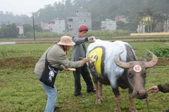 Họa sỹ thể hiện ý tưởng nghệ thuật trên mình trâu. (Ảnh: Nguyễn Thị Chinh/TTXVN)