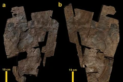 (Nguồn: koreabizwire.com)