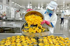 Công nhân đóng đồ hộp xuất khẩu tại nhà máy ở huyện Hạ Ấp, tỉnh Hà Nam, Trung Quốc. (Ảnh: AFP/TTXVN)