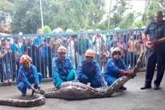 Con trăn dài 6 mét, nặng 100 kh bị bắt sau khi nuốt chửng một con dê tại Baling, Malaysia (Nguồn: Nst.com.my)