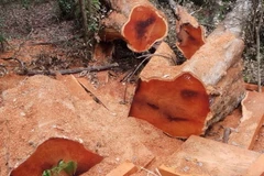 Hiện trường vụ phá rừng tại tiểu khu 408 Vườn quốc gia Yok Đôn. (Ảnh: Phạm Cường/TTXVN)