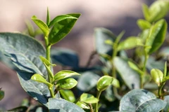 Những búp chè non được thu hái khi còn ướt sương đêm. (Ảnh: Tùng Lâm/TTXVN)