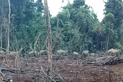 Đàn voi rừng thường xuyên xuất hiện tại khu vực ấp 5, xã Thanh Sơn, huyện Định Quán. (Ảnh: TTXVN phát)