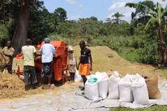 Sản xuất lúa gạo tại Liberia. (Nguồn: worldbank.org)