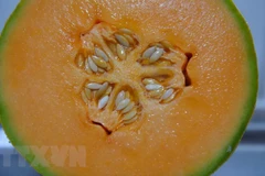 (Nguồn: The Guardian/TTXVN)