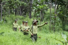 Lực lượng kiểm lâm đi kiểm tra, tháo dỡ bẫy thú. (Ảnh: Dương Giang/TTXVN)