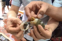 Phát hiện chất đặc sánh màu xanh đen đậm đặc trong thân và đầu Tôm. (Ảnh: Khiếu Tư/TTXVN)