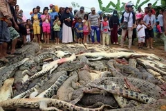 Cá sấu bị giết nằm chồng lên nhau. (Nguồn: channelnewsasia.com)