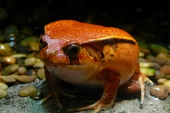 Loài ếch mới được phát hiện. (Nguồn: EFE)