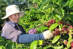 Thu hoạch càphê. (Ảnh: Phạm Cường/TTXVN)