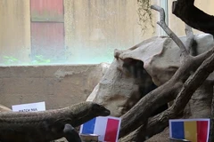 Thằn lằn Arang chọn tuyển Pháp thắng. 