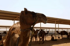 Lạc đà tại trang trại sản xuất sữa lạc đà ở Dubai, UAE. (Nguồn: AFP/TTXVN)