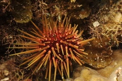 Loài nhím Echinometra Viridis. (Nguồn: WetWebMedia)