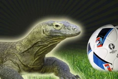 Thằn lằn Arang dự đoán ở EURO 2016. (Nguồn: francefootball.fr)