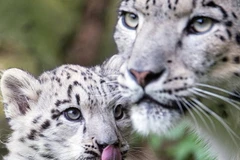 Loài báo tuyết bị giết hại bất hợp pháp. (Nguồn: ria.ru)