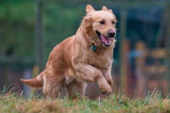 Ảnh minh họa. (Nguồn: Daily Mirror)